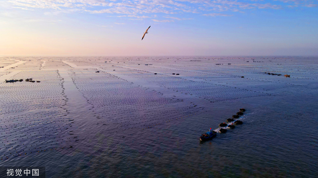 山东威海：渔民驾船收获海带