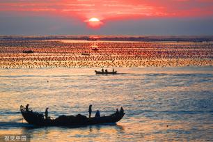 山东威海：渔民驾船收获海带