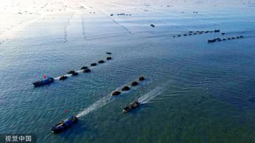 山东威海：渔民驾船收获海带