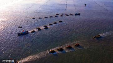 山东威海：渔民驾船收获海带