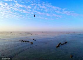 山东威海：渔民驾船收获海带