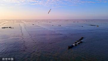 山东威海：渔民驾船收获海带