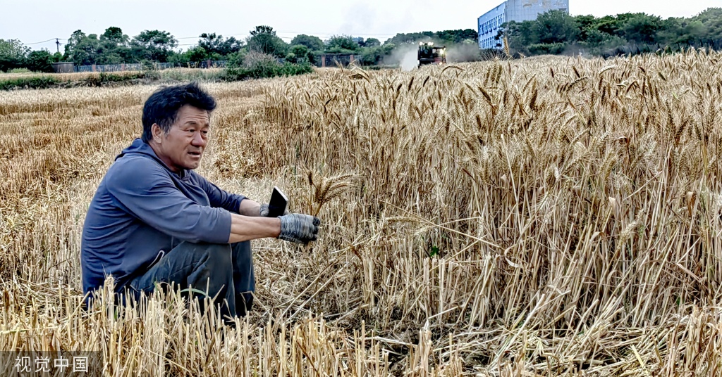 芒种时节 农民田间劳作喜盼丰收