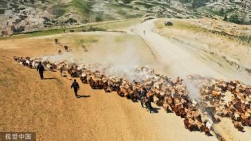 新疆阿勒泰：民警组成护牧小分队 助力牲畜转场