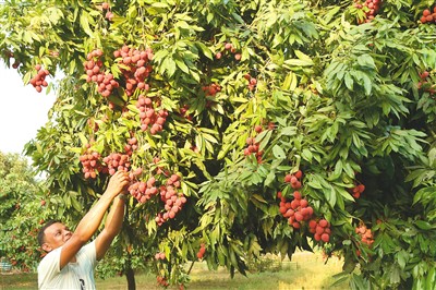 
北京儿童医院黄牛代挂号电话票贩子号贩子网上预约挂号,住院检查加快,收获荔枝（环球掠影）
