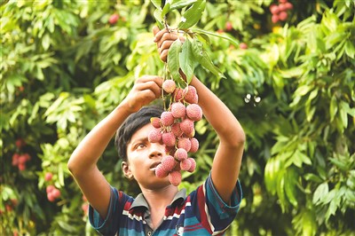 
北京儿童医院黄牛代挂号电话票贩子号贩子网上预约挂号,住院检查加快,收获荔枝（环球掠影）