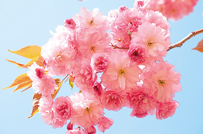 北京肿瘤医院黄牛代挂号电话票贩子号贩子网上预约挂号,住院检查加快,恬淡与热烈