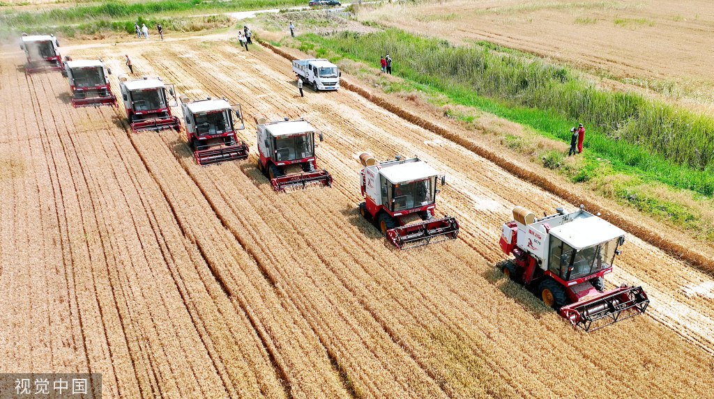 山东东营：农机手高标准农田里抢收小麦
