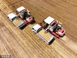 山东东营：农机手高标准农田里抢收小麦