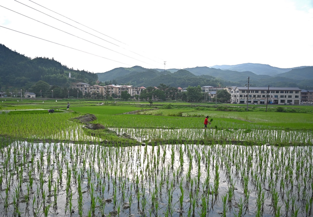 三夏时节 江西上饶农事忙