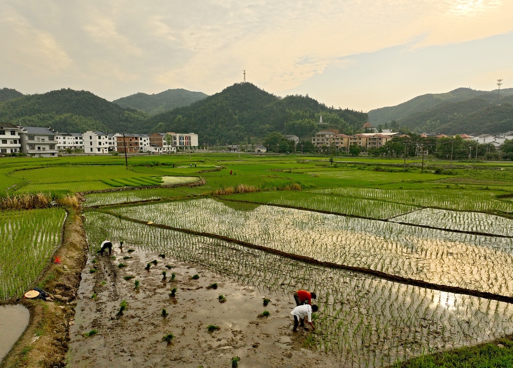 三夏时节 江西上饶农事忙