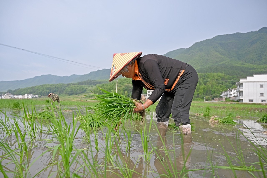 三夏时节 江西上饶农事忙