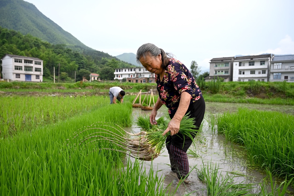三夏时节 江西上饶农事忙