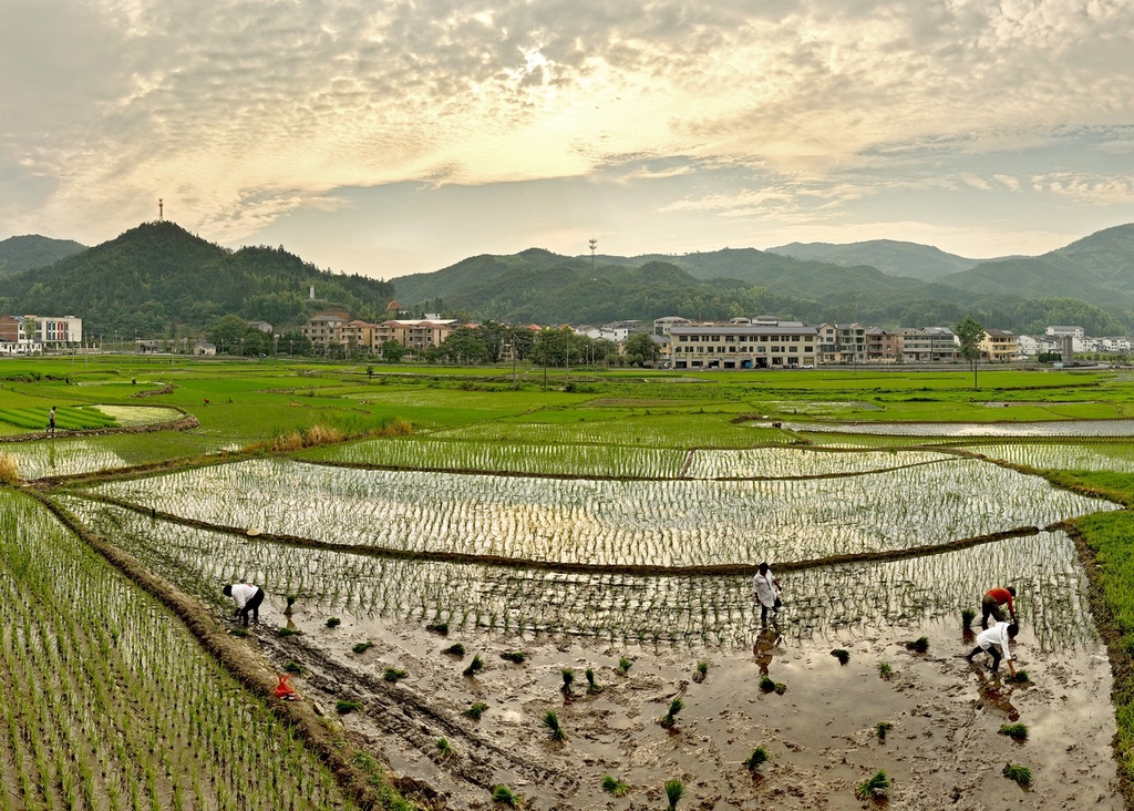 三夏时节 江西上饶农事忙