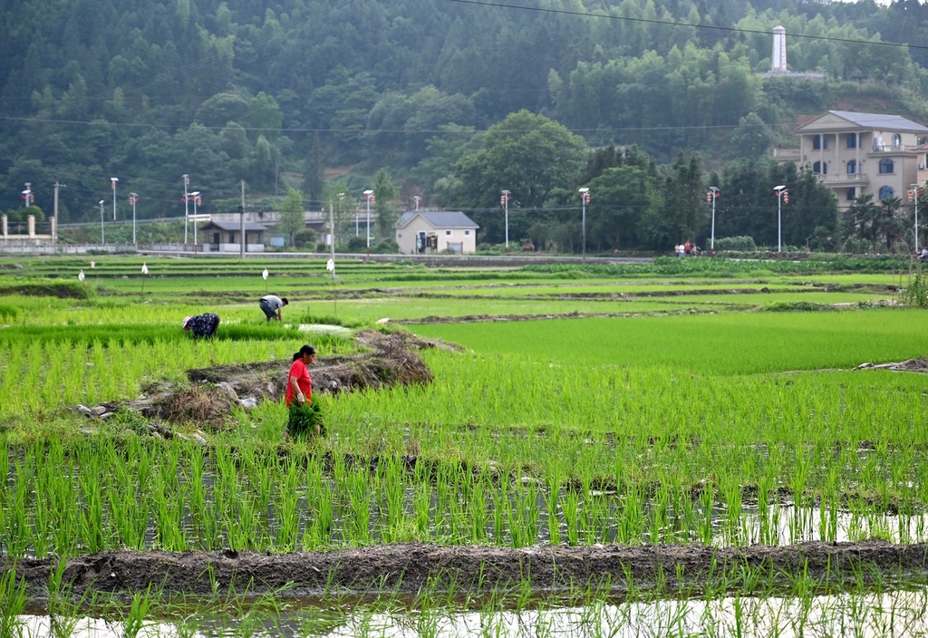 三夏时节 江西上饶农事忙