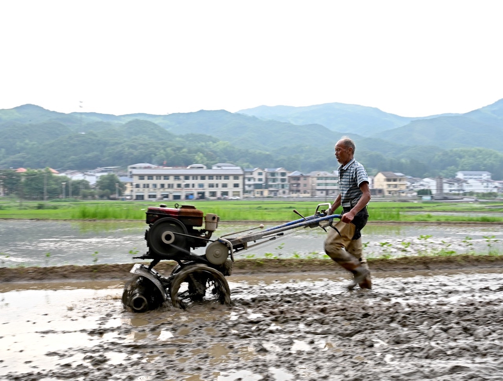 三夏时节 江西上饶农事忙