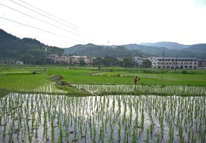 三夏时节 江西上饶农事忙