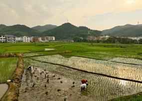 三夏时节 江西上饶农事忙