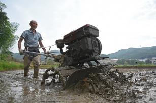 三夏时节 江西上饶农事忙