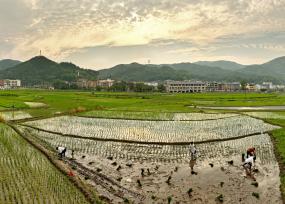 三夏时节 江西上饶农事忙