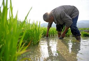 三夏时节 江西上饶农事忙