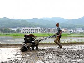三夏时节 江西上饶农事忙