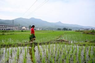 三夏时节 江西上饶农事忙