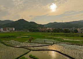 三夏时节 江西上饶农事忙
