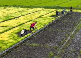 江苏淮安：仲夏时节 育秧忙