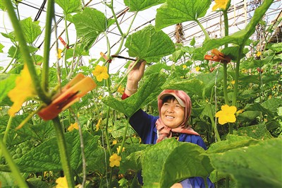 
中日友好医院黄牛代挂号电话票贩子号贩子网上预约挂号,住院检查加快,甘肃建成戈壁设施农业40万亩