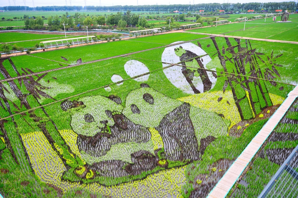 辽宁沈阳稻梦空间巨大稻田画对游客开放