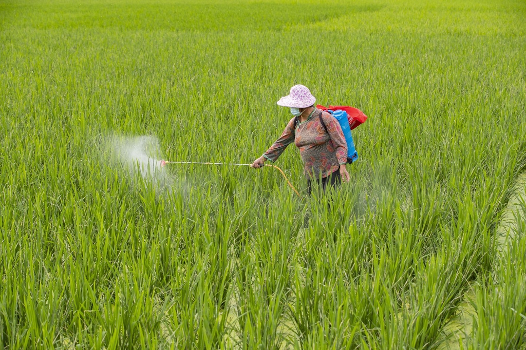 盛夏时节贵州从江田管忙 为秋粮丰收打基础