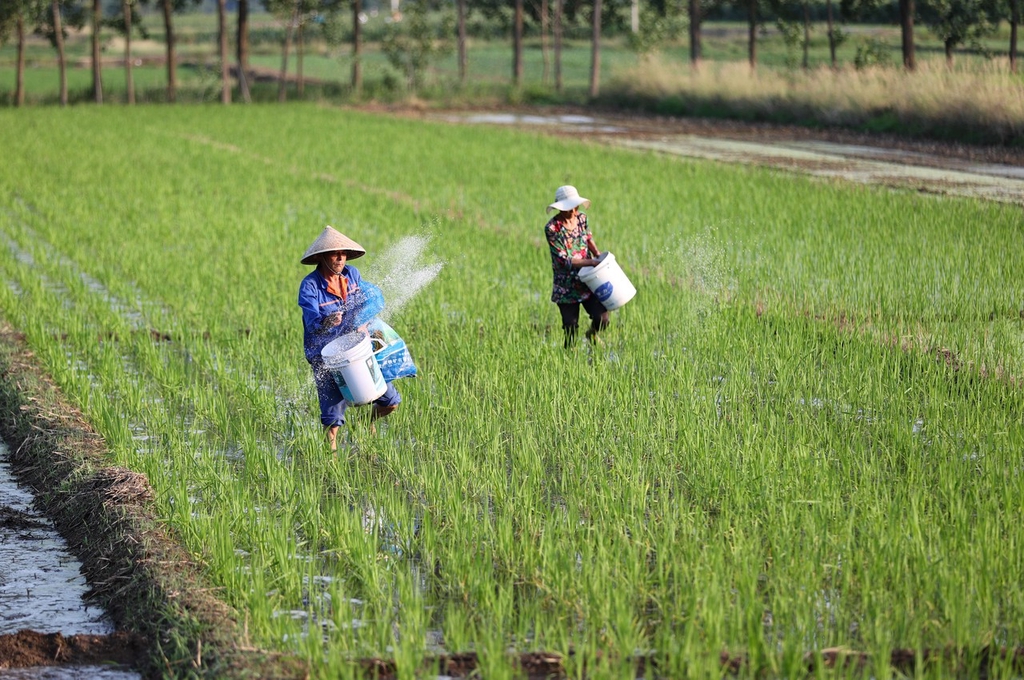 仲夏时节 江苏连云港农民田间地头施肥忙