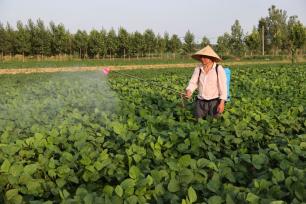 仲夏时节 江苏连云港农民田间地头施肥忙