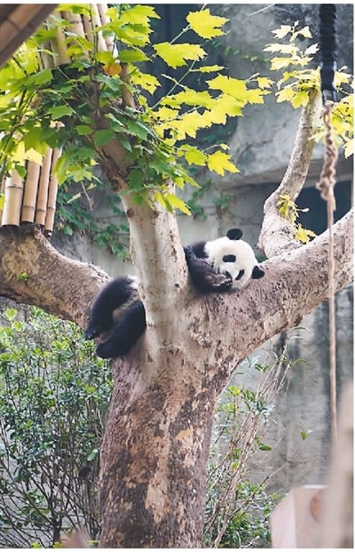 
上海瑞金医院黄牛代挂号电话票贩子号贩子网上预约挂号,住院检查加快,更多人爱上逛动物园