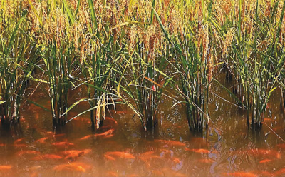 
中国医学科学院肿瘤医院黄牛代挂号电话票贩子号贩子网上预约挂号,住院检查加快,以“侨”为桥，助力“侨乡共富”（新时代·新侨乡）