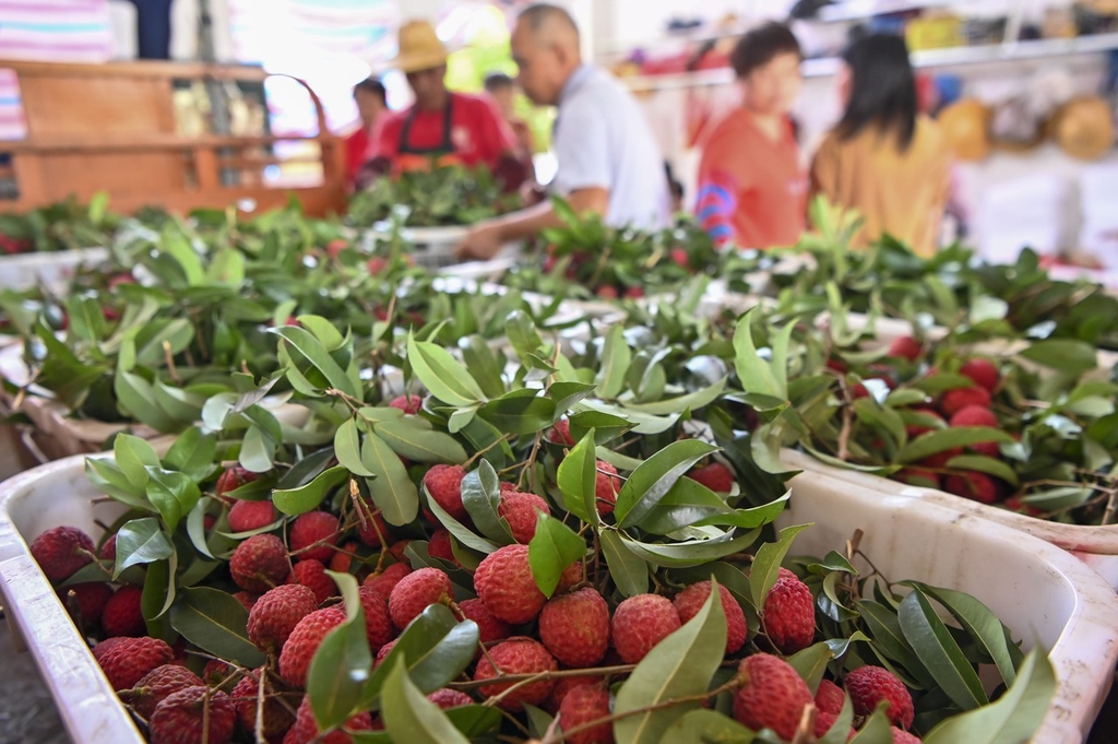 
广州中医院黄牛代挂号电话票贩子号贩子网上预约挂号,住院检查加快,广州“荔枝皇后”仙进奉成熟上市