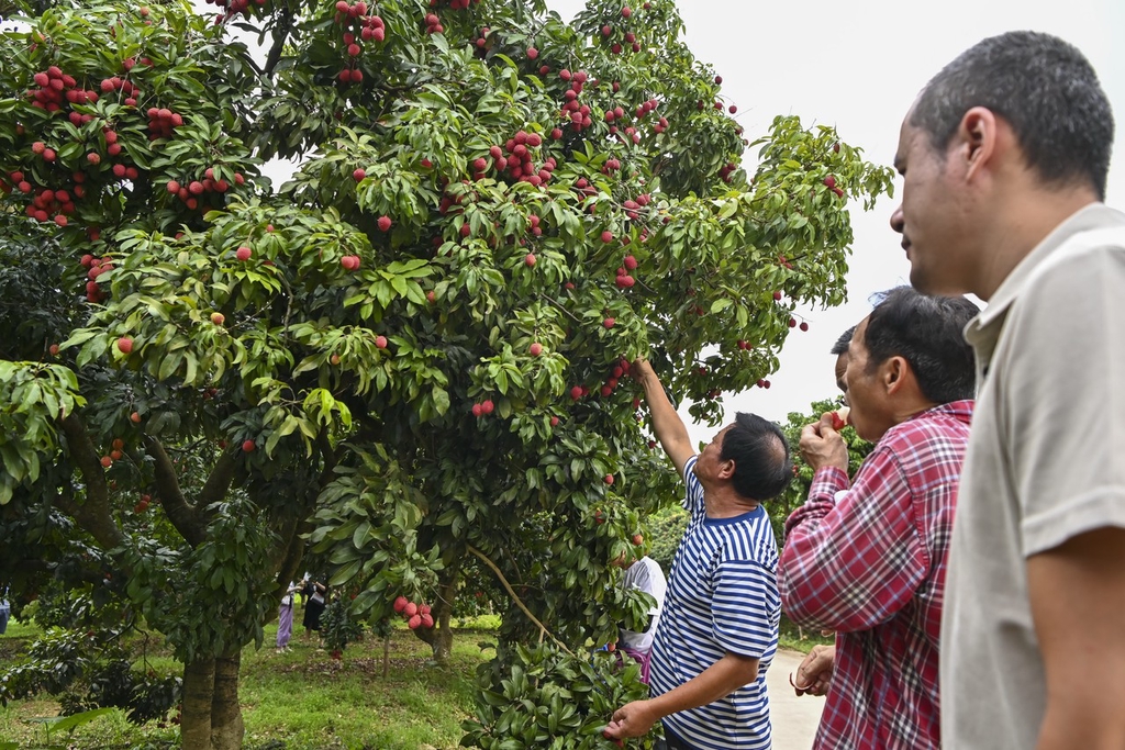 
广州中医院黄牛代挂号电话票贩子号贩子网上预约挂号,住院检查加快,广州“荔枝皇后”仙进奉成熟上市