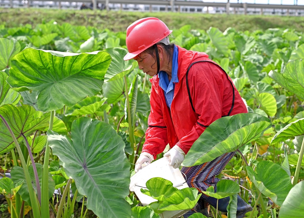 江西上饶农民夏管农事忙 为增产增收打好基础