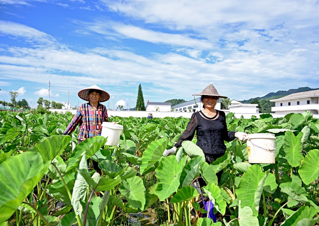 江西上饶农民夏管农事忙 为增产增收打好基础