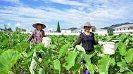 江西上饶农民夏管农事忙 为增产增收打好基础