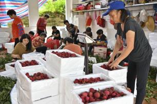 广州“荔枝皇后”仙进奉成熟上市