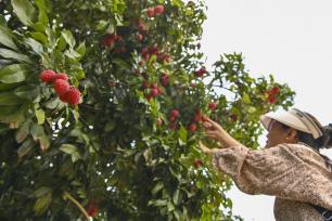 广州“荔枝皇后”仙进奉成熟上市