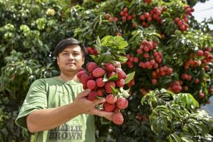 广州“荔枝皇后”仙进奉成熟上市