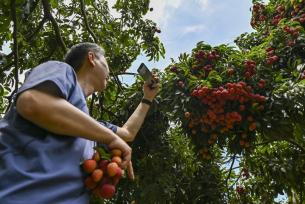 广州“荔枝皇后”仙进奉成熟上市