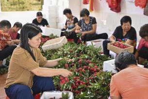 广州“荔枝皇后”仙进奉成熟上市