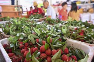 广州“荔枝皇后”仙进奉成熟上市