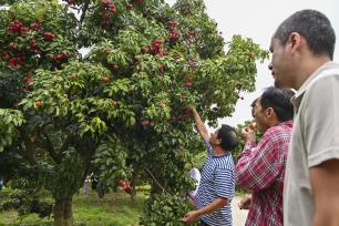 广州“荔枝皇后”仙进奉成熟上市