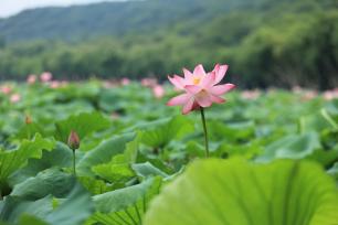 杭州西湖断桥荷花迎来最佳观赏期