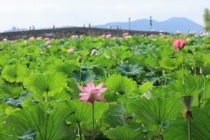 杭州西湖断桥荷花迎来最佳观赏期